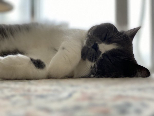 床暖房で寝ている猫