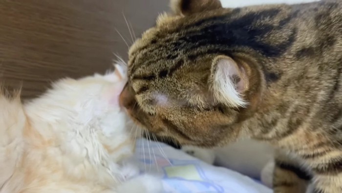 子猫を舐めるキジトラ