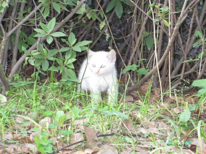 草むらの中に現れた小さな仔猫