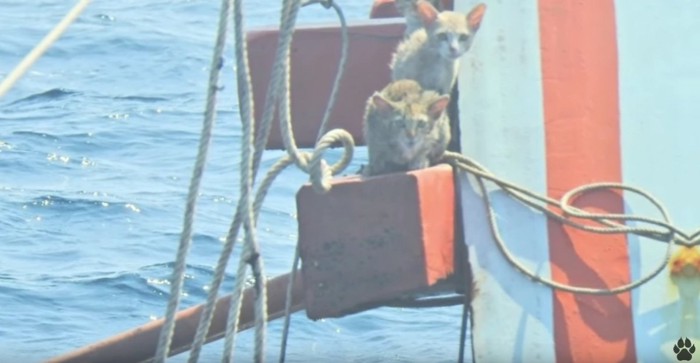 船上に2匹の猫