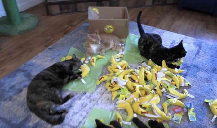バナナのおもちゃの上に4匹の猫