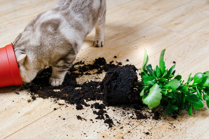 植木鉢をぶちまける猫