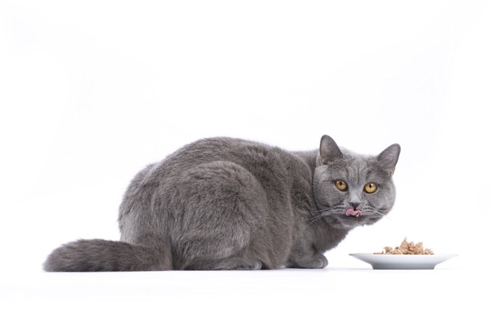 ごはんを食べるグレーの猫