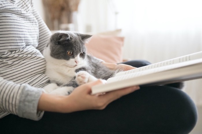 飼い主の膝に乗って一緒に本を読む猫