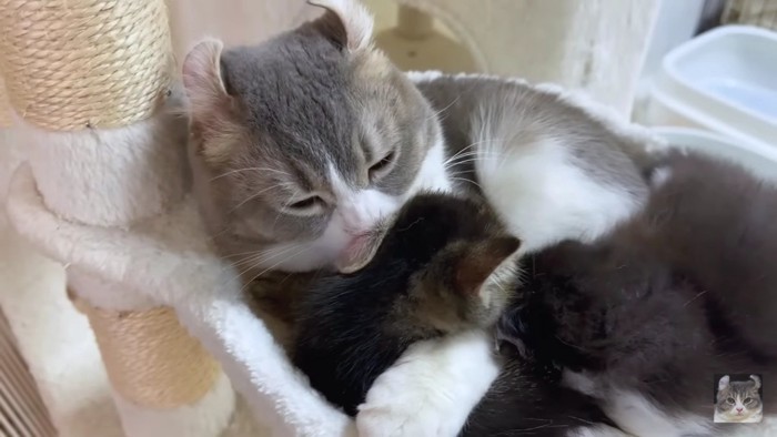 子猫を抱きしめる親猫