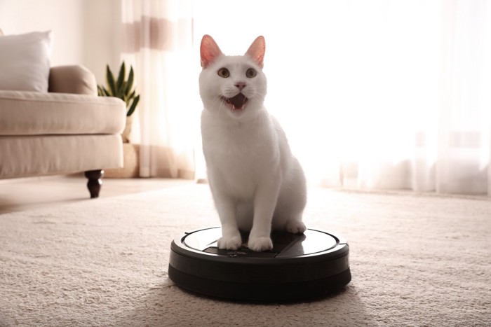 お掃除ロボットに乗る白猫