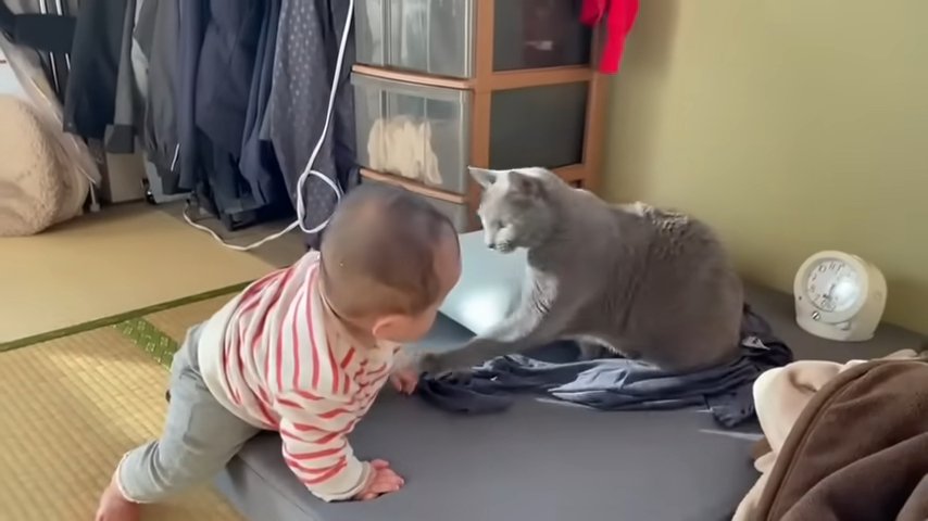 赤ちゃんの手に前足を伸ばす猫