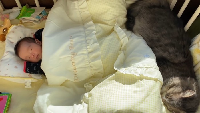 ベッドの中で眠っている赤ちゃんと猫