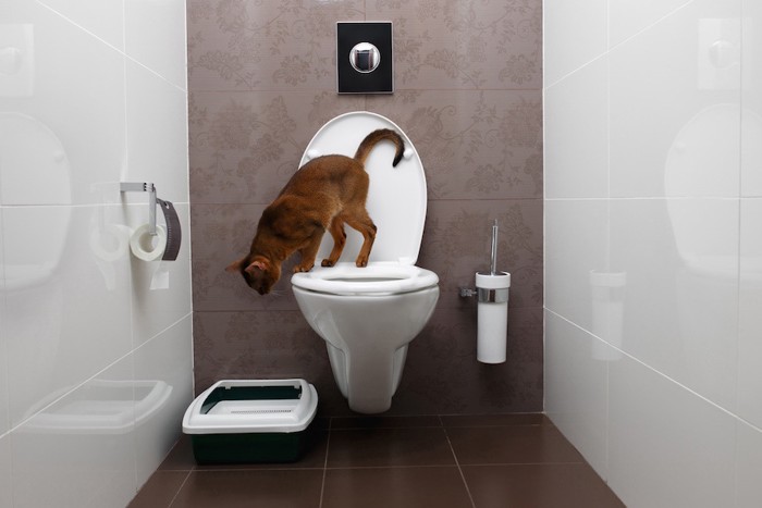 人用トイレと猫用トイレ