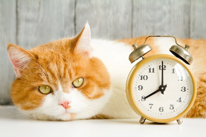 時計の横で待つ猫