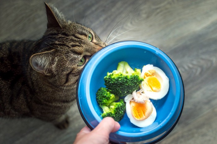 ゆで卵を与えられる猫