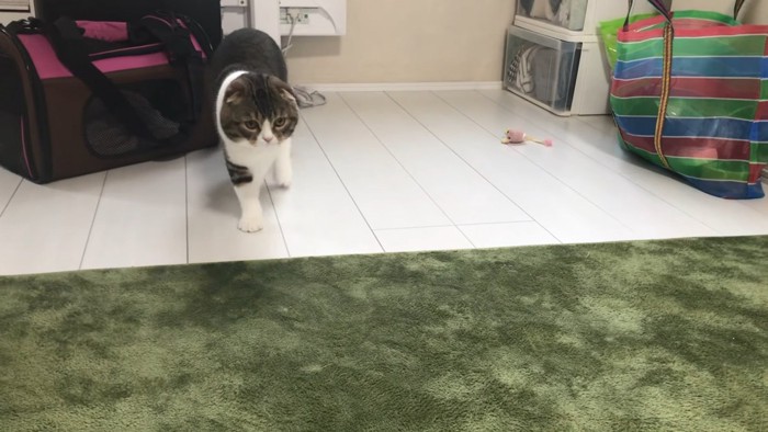 ねずみにのおもちゃの横に立つ猫