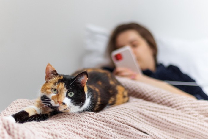 ベッドの上でスマホを観る女性の上にねそべる猫