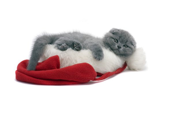 赤と白の帽子と灰色猫
