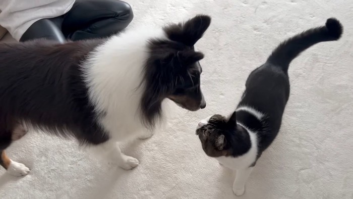 顔を近づける猫と犬