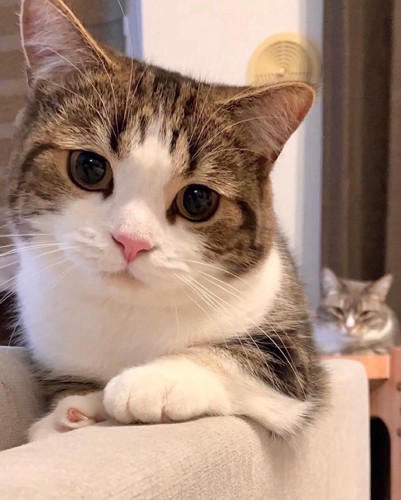 カメラを見る猫と後ろに座る猫