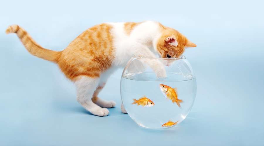 魚を触ろうとする猫