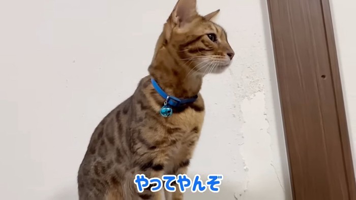 座る青い首輪の猫