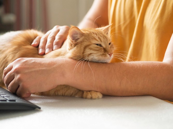 パソコン作業中の男性の腕の上に乗る猫