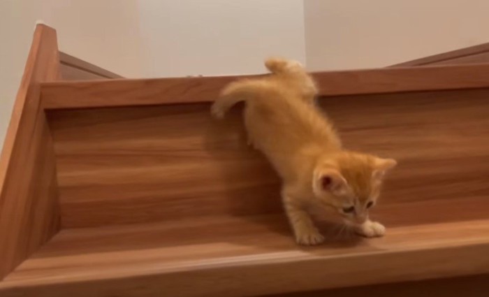 階段を下りる子猫