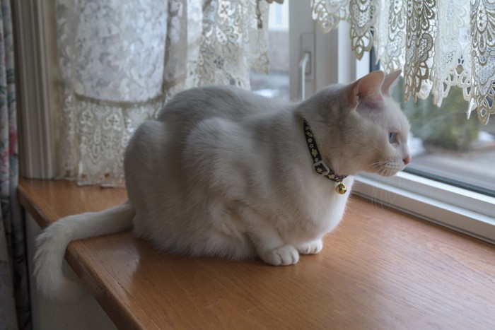 出窓に座っている白猫