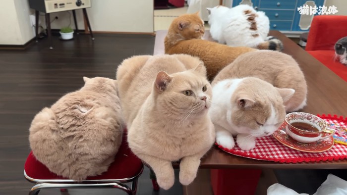 テーブルの上に座る猫たち
