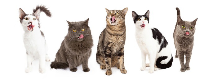 舌ペロする猫たち