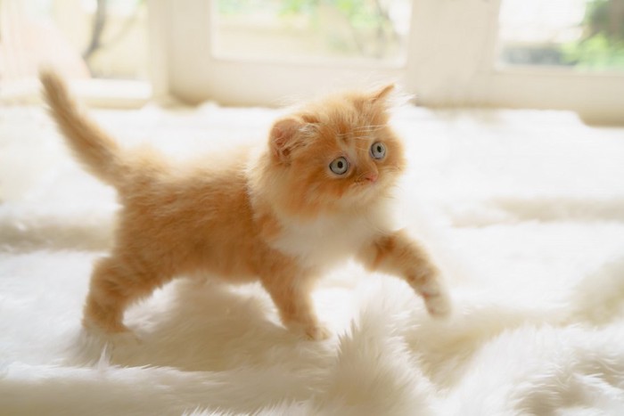 ふかふかの毛布の上のチンチラゴールデンの子猫