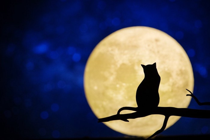 猫の影と大きな月