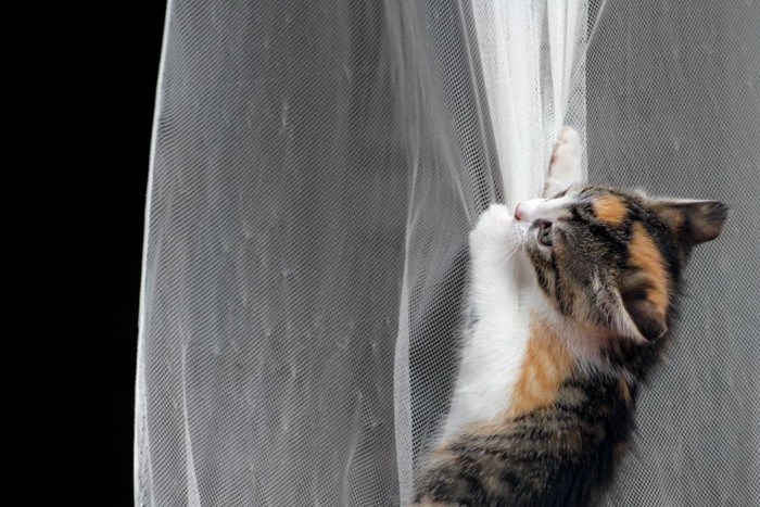 カーテンに登る猫