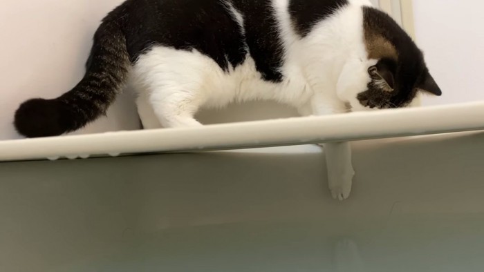浴槽の中に前足を伸ばす猫