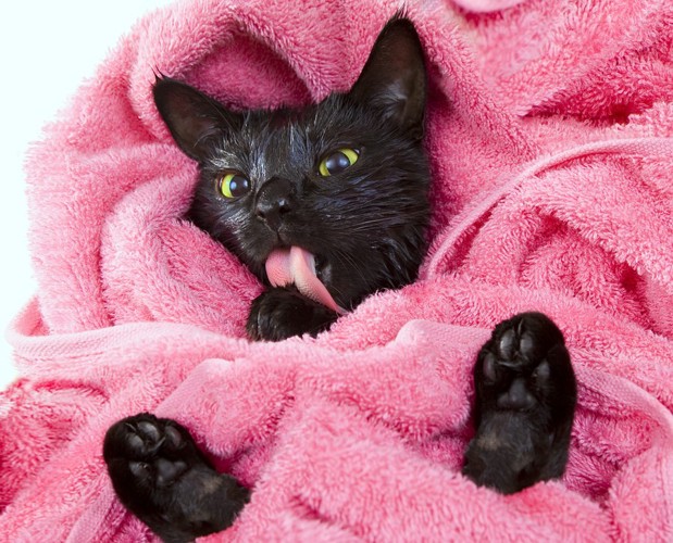 ピンクのタオル中の猫