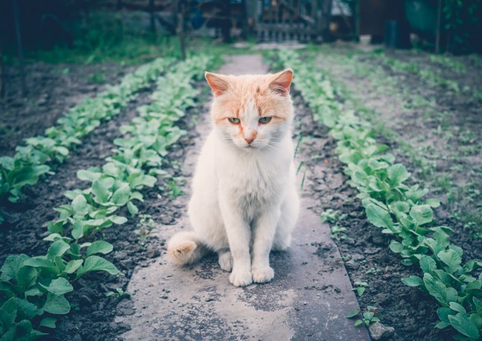 畑に座る猫の写真