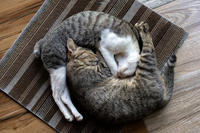 マットに寝転がる二匹の猫