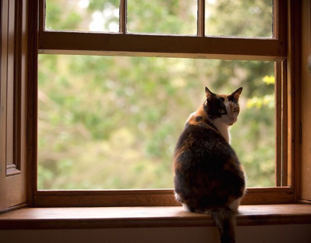 窓辺に座って振り返る猫