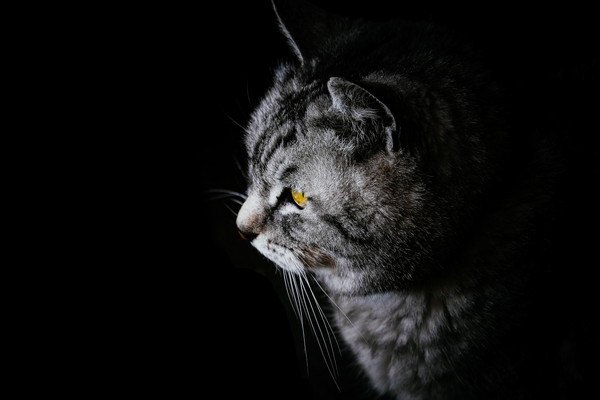 暗い場所にいる猫