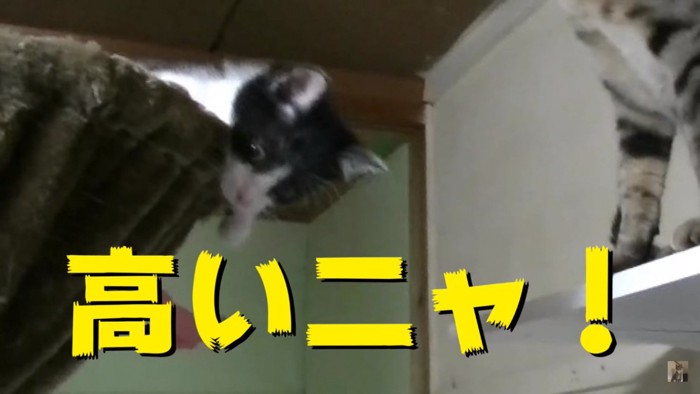 驚いた表情の子猫