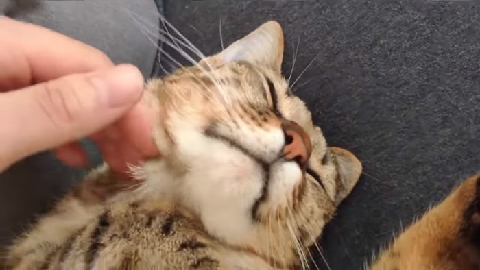 あごを撫でられ目を細める猫