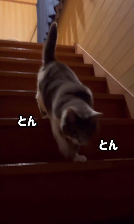 階段を下りる時の足音が可愛い