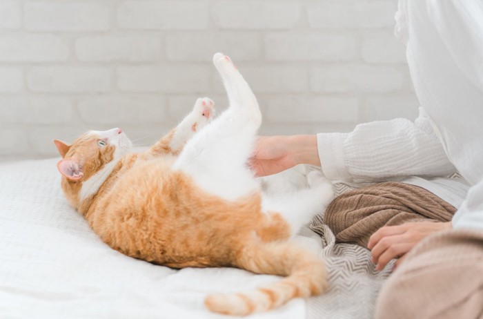 片足を上げて飼い主を見つめる猫