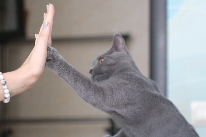 女性の手にタッチする猫