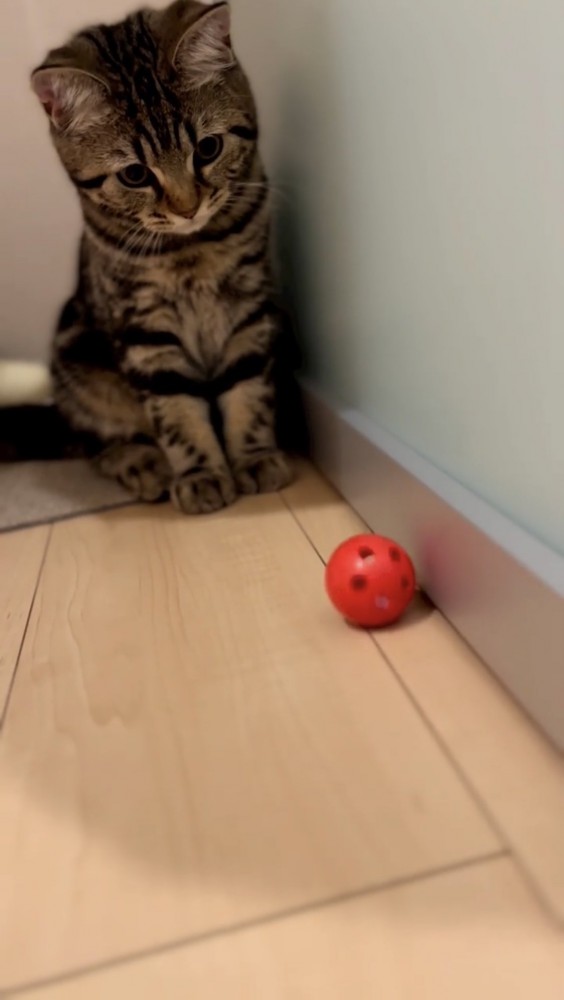 赤いボールを見る猫
