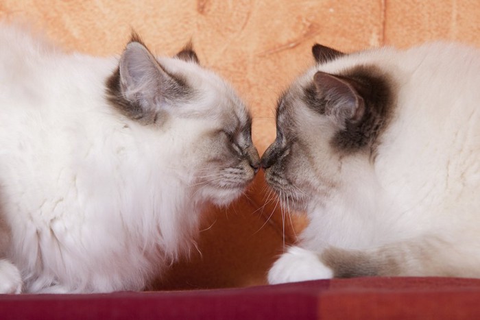 鼻と鼻を寄せ合う2匹の猫