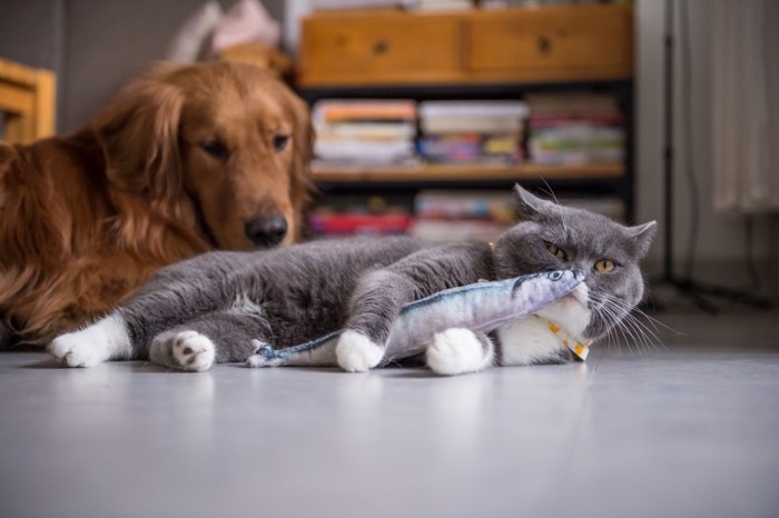 おもちゃで遊ぶ猫を見つめる犬