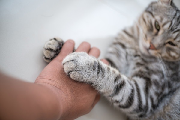 手をおさえる猫