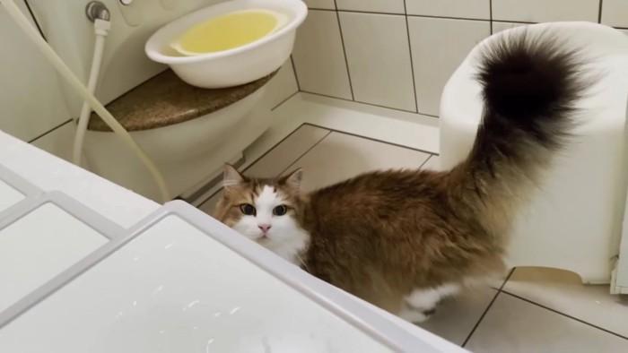 浴室中央に猫