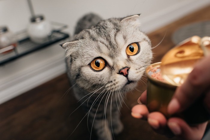飼い主が持つ缶詰のにおいを嗅ぐ猫