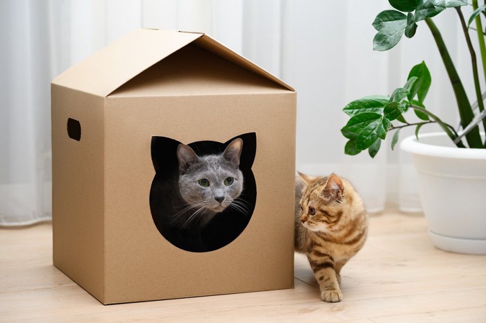 猫とダンボール箱