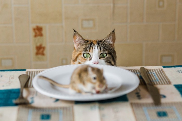 テーブルの上のお皿にのったネズミを見る猫
