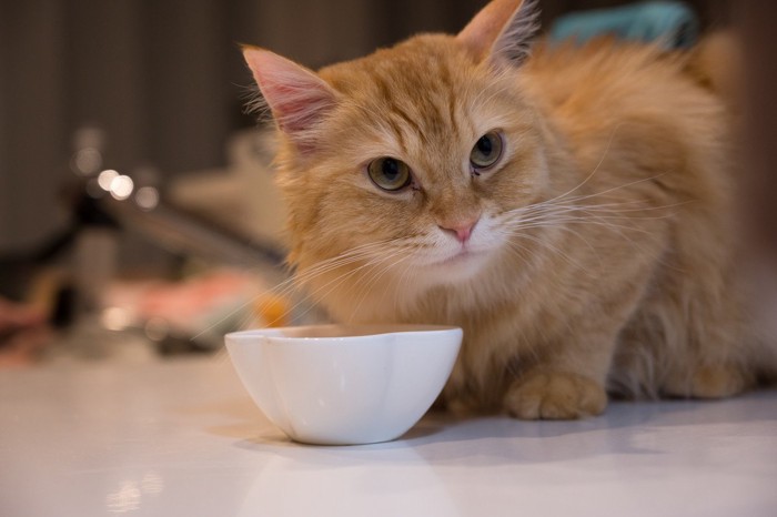 餌のお皿のそばで横を向く猫